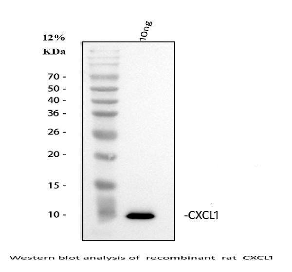CXCL1 (GRO alpha) Antibody in Western Blot (WB)