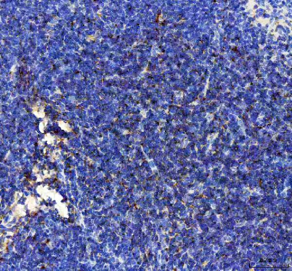 CXCL10 Antibody in Immunohistochemistry (Paraffin) (IHC (P))