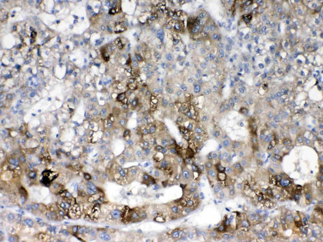 CYP2D6 Antibody in Immunohistochemistry (Paraffin) (IHC (P))