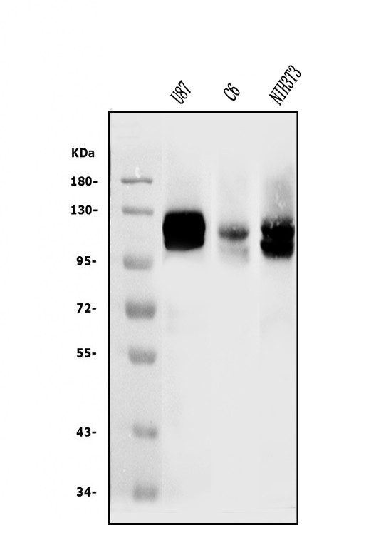 DDR2 Antibody in Western Blot (WB)