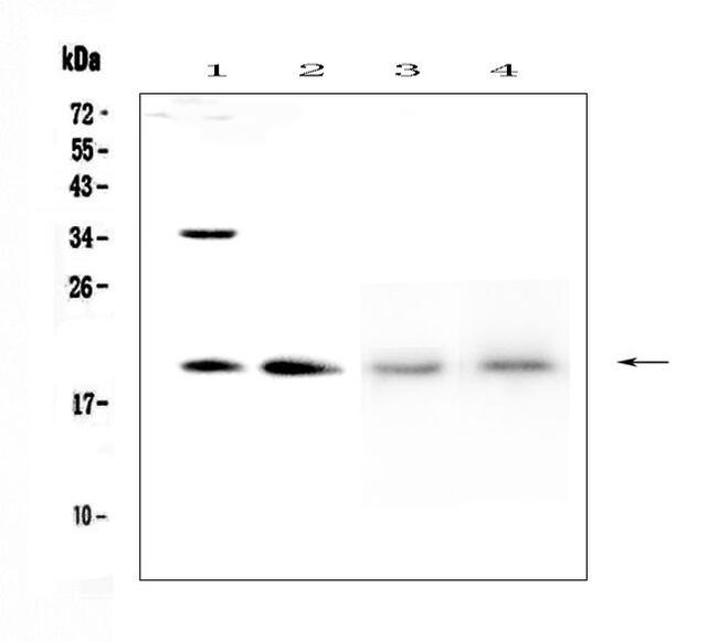 DPT Antibody in Western Blot (WB)