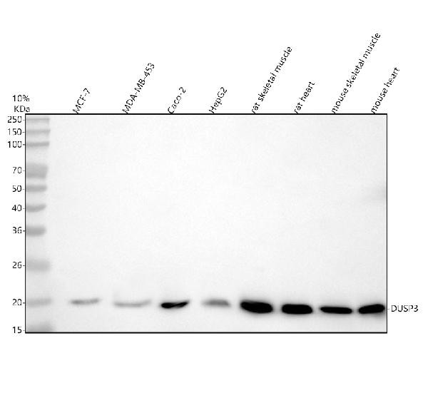 DUSP3 Antibody in Western Blot (WB)
