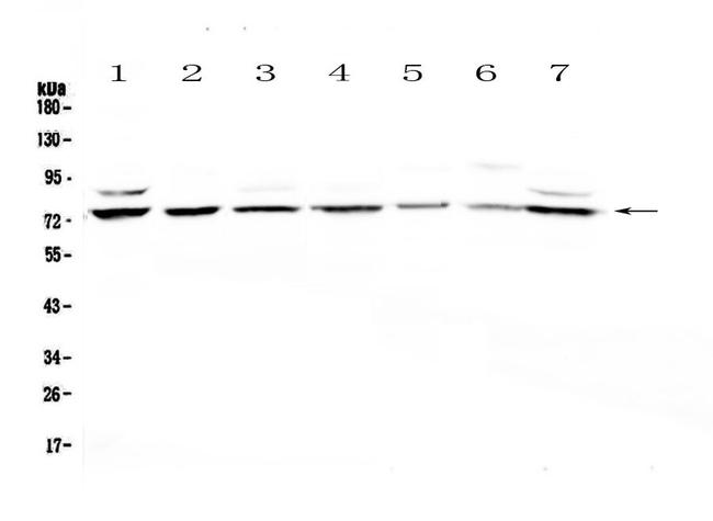 ELF1 Antibody in Western Blot (WB)