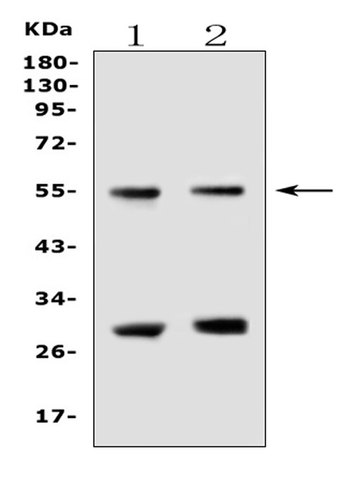EpoR Antibody in Western Blot (WB)