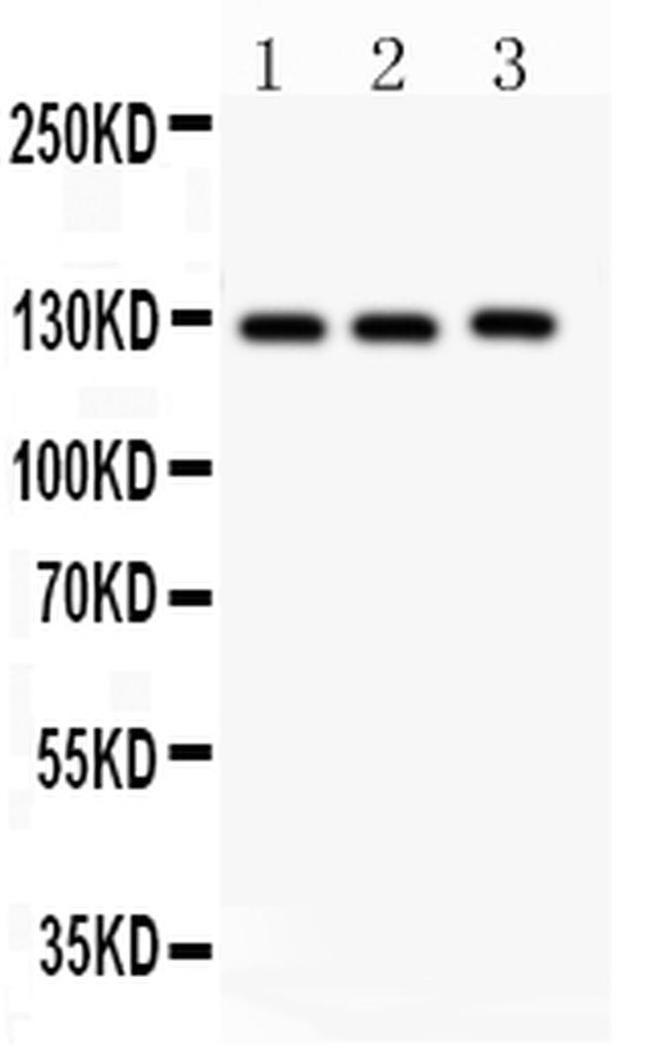 Fibulin 2 Antibody in Western Blot (WB)