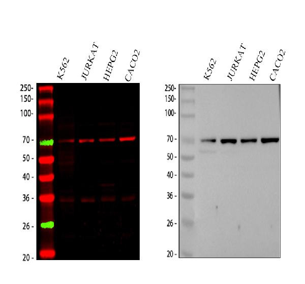FCAR Antibody in Western Blot (WB)