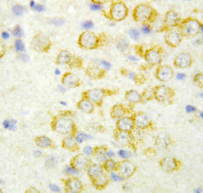 FGF9 Antibody in Immunohistochemistry (Paraffin) (IHC (P))