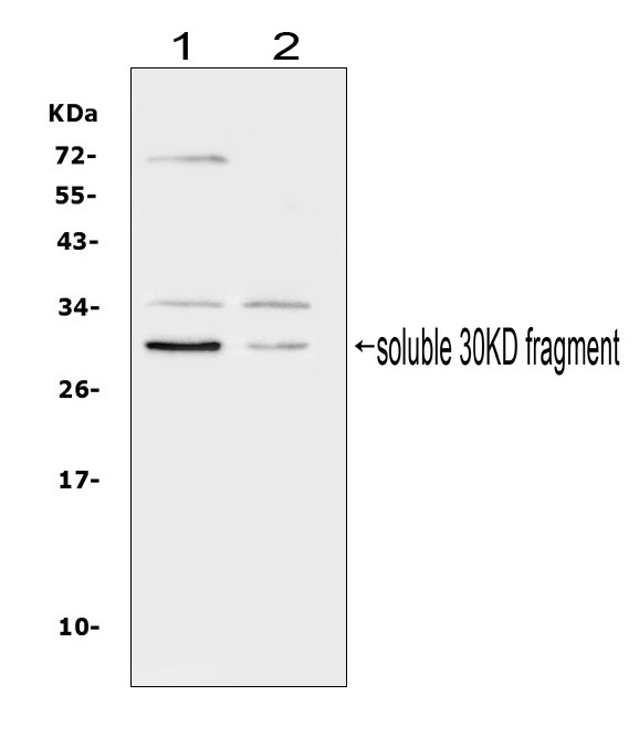 FLT3LG Antibody in Western Blot (WB)