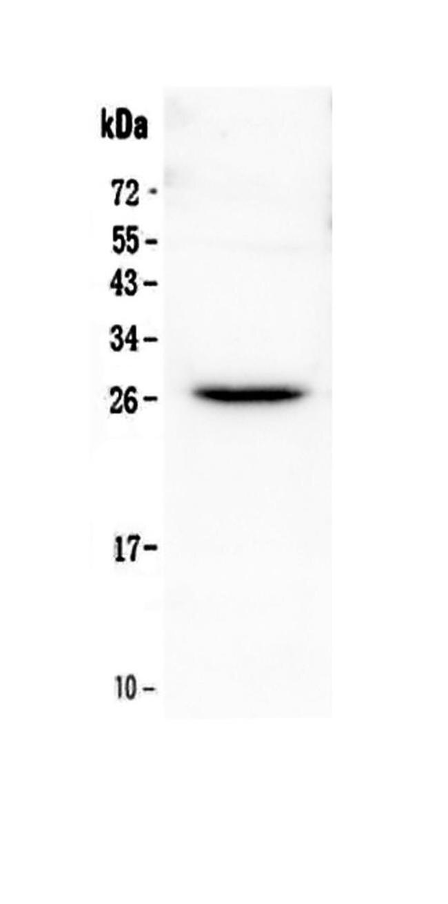 FLT3LG Antibody in Western Blot (WB)