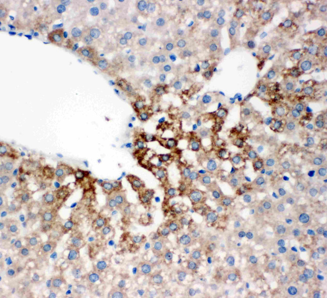 FMO4 Antibody in Immunohistochemistry (Paraffin) (IHC (P))