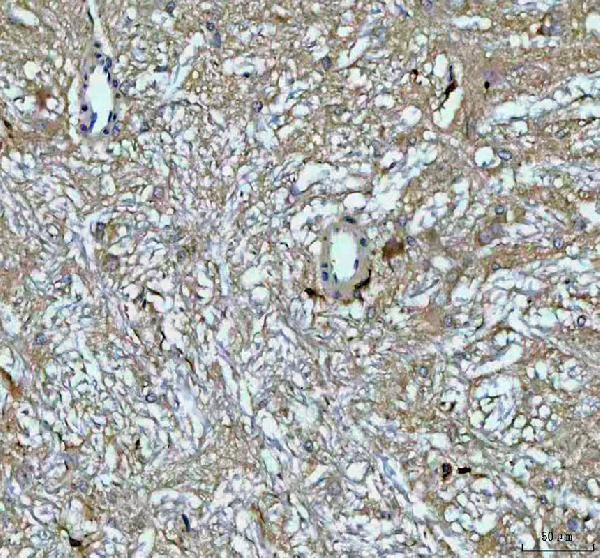 Growth Hormone Antibody in Immunohistochemistry (Paraffin) (IHC (P))