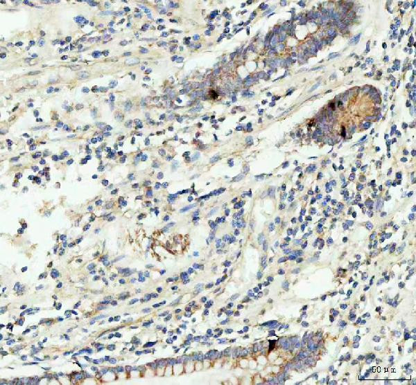 GIP Antibody in Immunohistochemistry (Paraffin) (IHC (P))