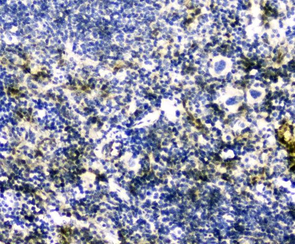 GLO1 Antibody in Immunohistochemistry (Paraffin) (IHC (P))