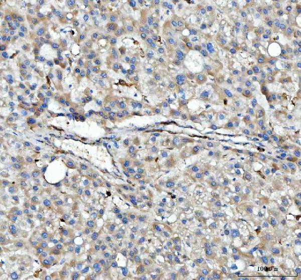 HLA-DPB1 Antibody in Immunohistochemistry (Paraffin) (IHC (P))