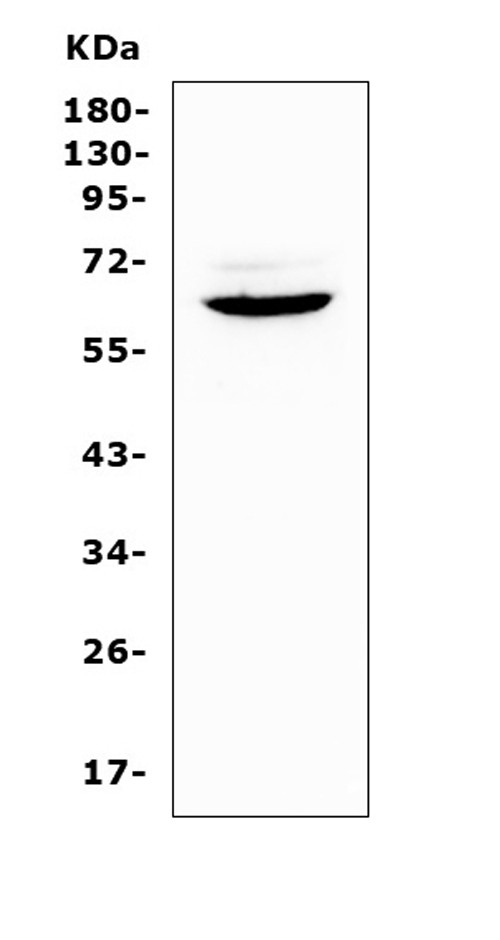 HPa1 Antibody in Western Blot (WB)