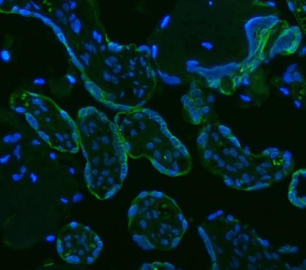 HSD11B2 Antibody in Immunohistochemistry (Paraffin) (IHC (P))