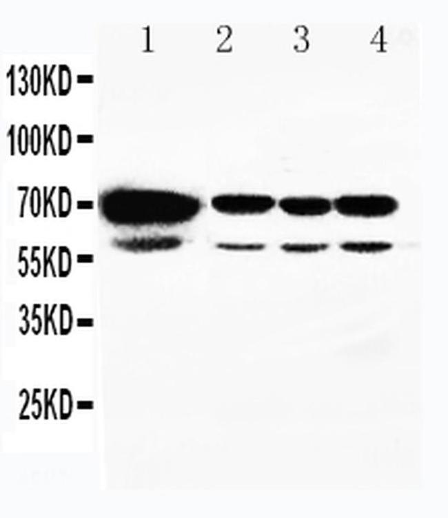 HSPA2 Antibody in Western Blot (WB)
