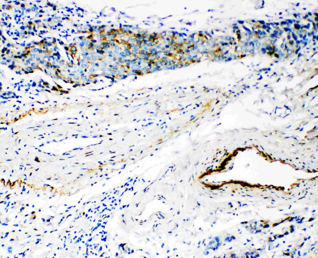 HYAL3 Antibody in Immunohistochemistry (Paraffin) (IHC (P))