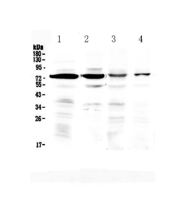 Bone SialoProtein Antibody in Western Blot (WB)