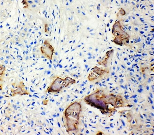 Bone SialoProtein Antibody in Immunohistochemistry (Paraffin) (IHC (P))