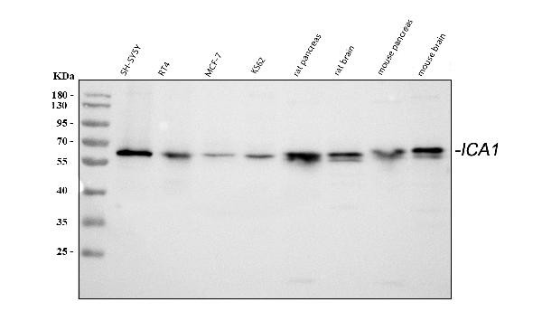 ICA1 Antibody in Western Blot (WB)