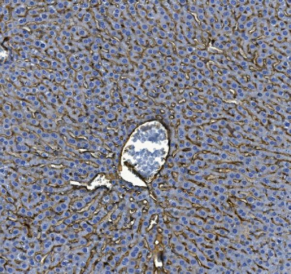 ICAM-1 (CD54) Antibody in Immunohistochemistry (Paraffin) (IHC (P))