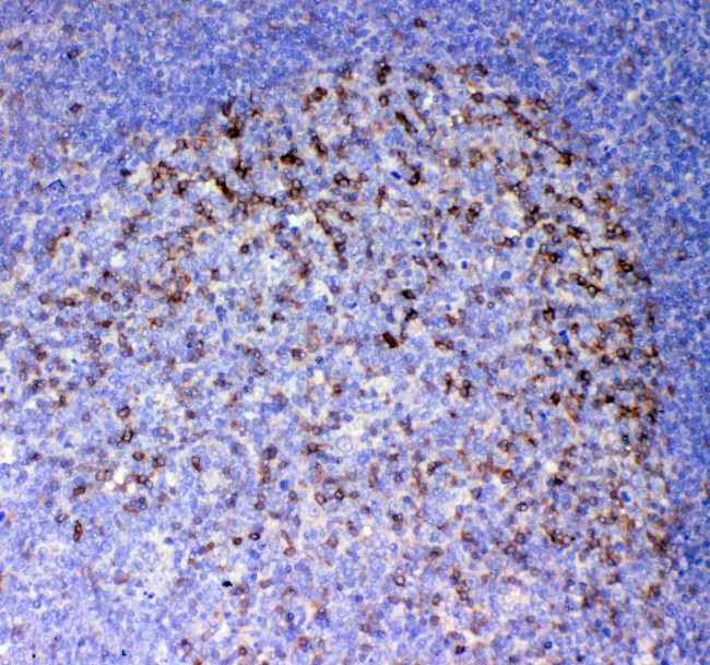 ICOS (CD278) Antibody in Immunohistochemistry (Paraffin) (IHC (P))