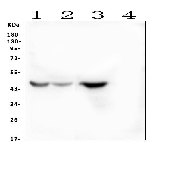 IDO2 Antibody in Western Blot (WB)