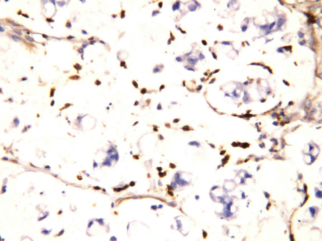 IFITM1 Antibody in Immunohistochemistry (Paraffin) (IHC (P))