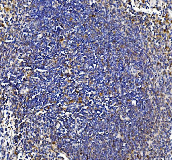 IL-18 Antibody in Immunohistochemistry (Paraffin) (IHC (P))