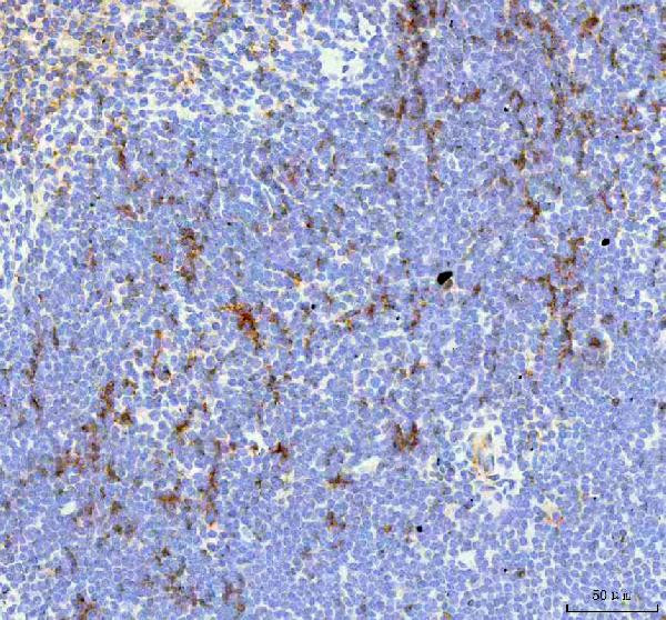 IL-18 Antibody in Immunohistochemistry (Paraffin) (IHC (P))
