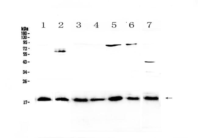 IL-23 p19 Antibody in Western Blot (WB)