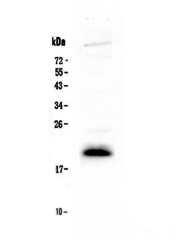 IL-4 Antibody in Western Blot (WB)
