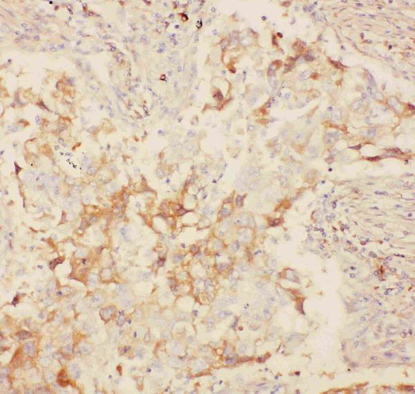 KV2.1 (KCNB1) Antibody in Immunohistochemistry (Paraffin) (IHC (P))