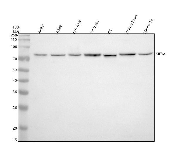 KIF3A Antibody in Western Blot (WB)