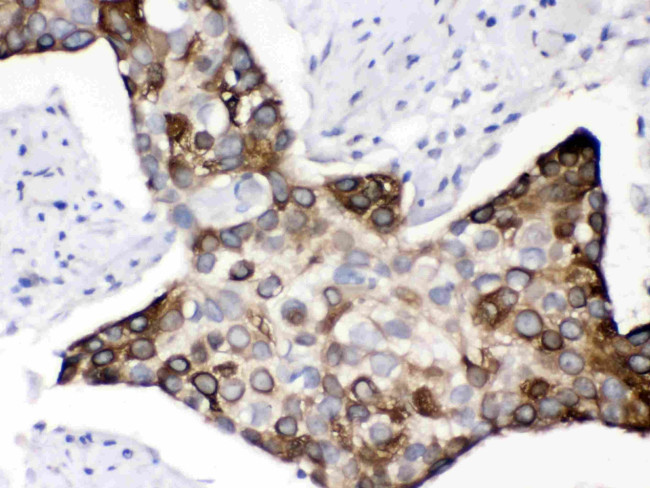 KIN Antibody in Immunohistochemistry (Paraffin) (IHC (P))