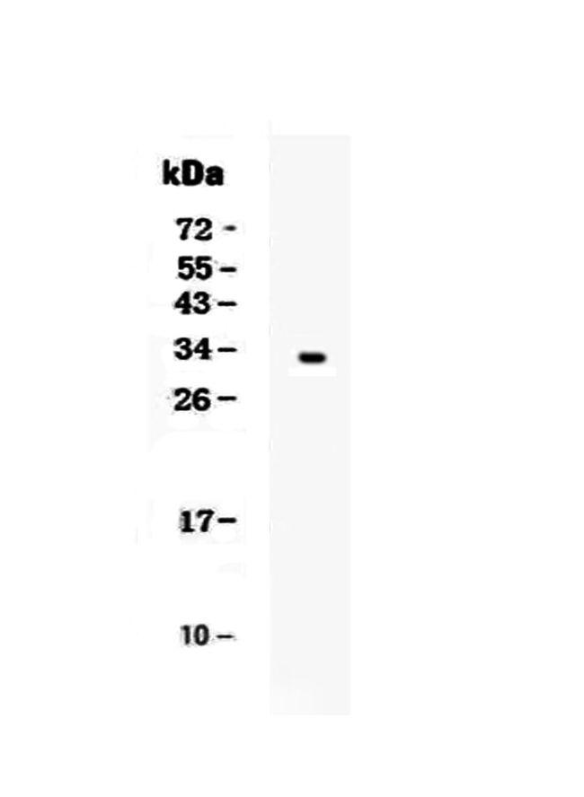 Kallikrein 1 Antibody in Western Blot (WB)
