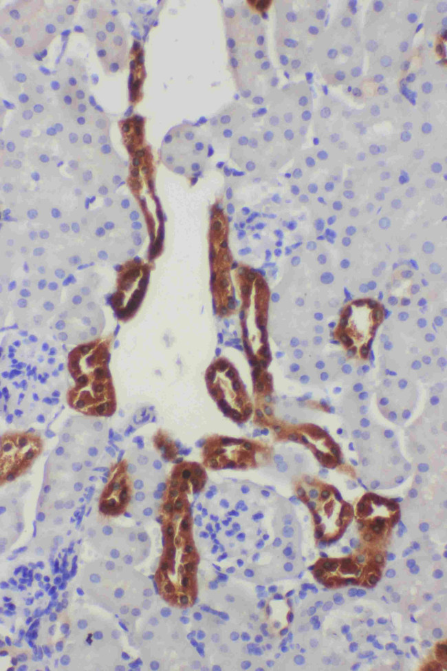 Kallikrein 1 Antibody in Immunohistochemistry (Paraffin) (IHC (P))