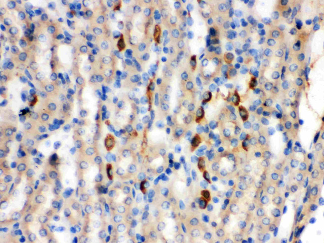 Kininogen 1 Antibody in Immunohistochemistry (Paraffin) (IHC (P))