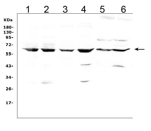 LBP Antibody in Western Blot (WB)