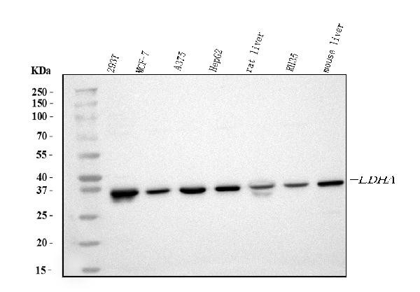 LDHA Antibody in Western Blot (WB)