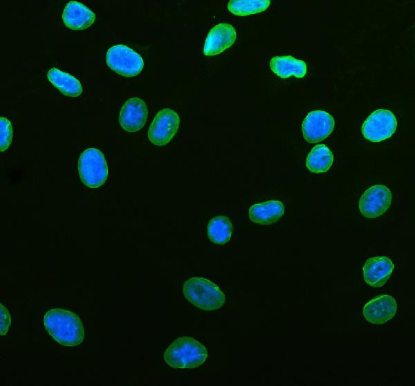 Lamin B1 Antibody in Immunocytochemistry (ICC/IF)