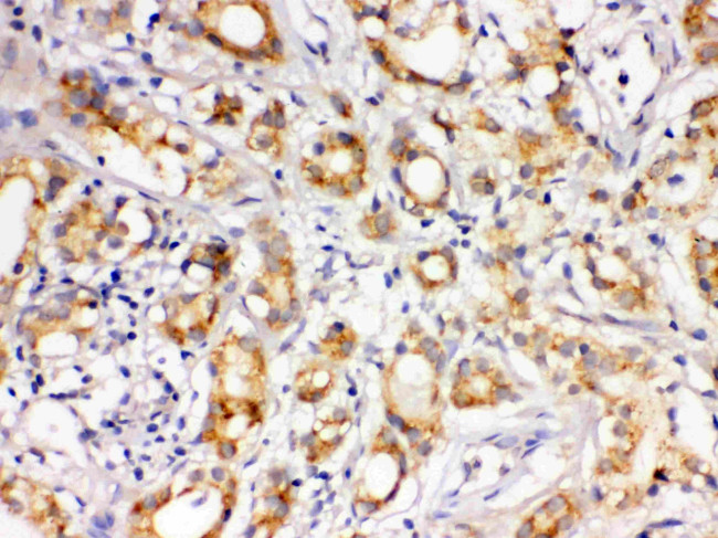 LOXL1 Antibody in Immunohistochemistry (Paraffin) (IHC (P))