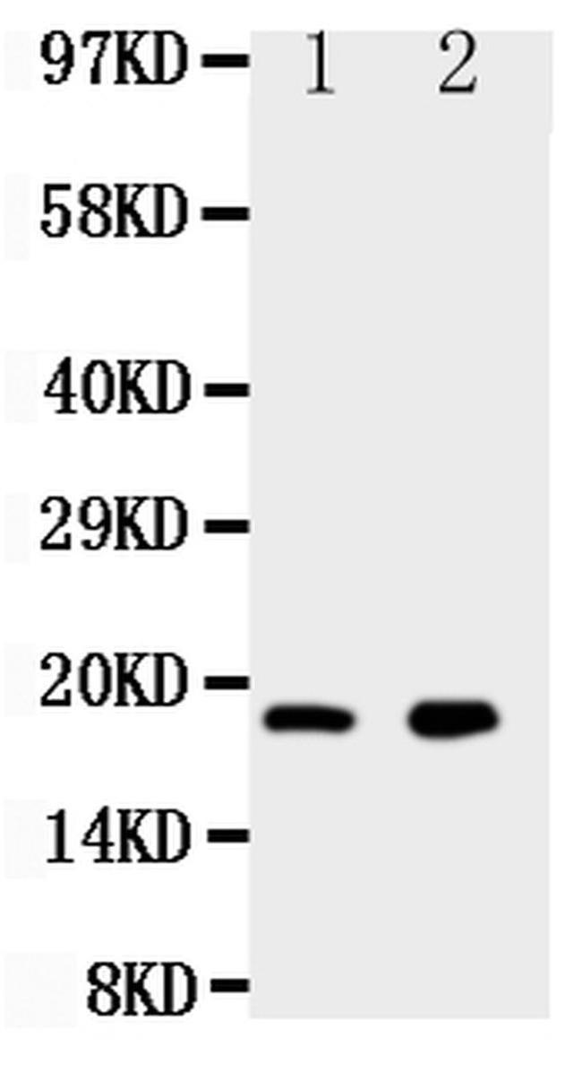 Ly6al Antibody in Western Blot (WB)