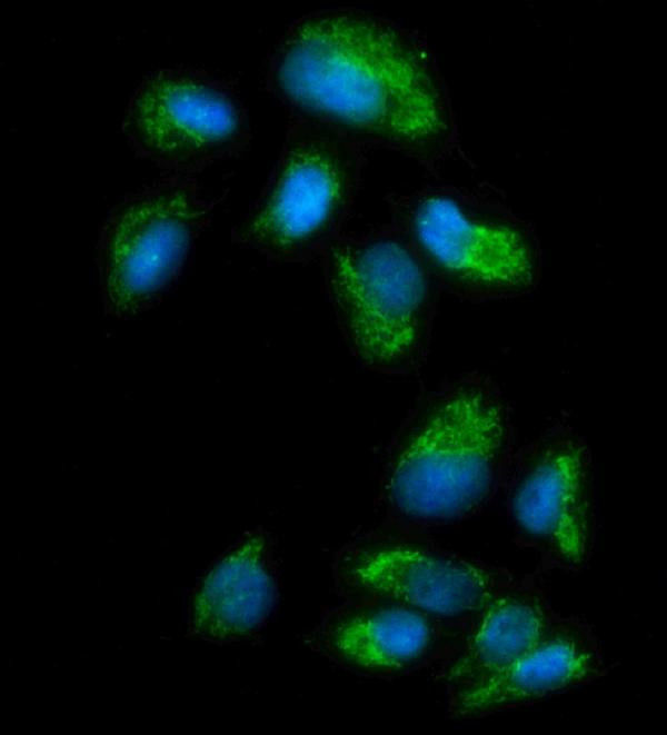 MAOA Antibody in Immunocytochemistry (ICC/IF)