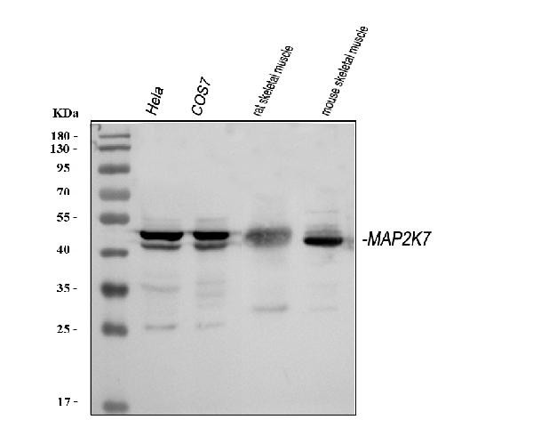 MKK7 Antibody in Western Blot (WB)