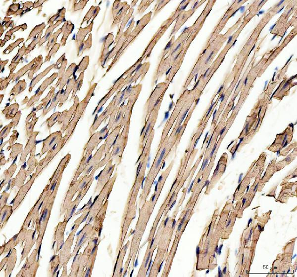 Myoglobin Antibody in Immunohistochemistry (Paraffin) (IHC (P))