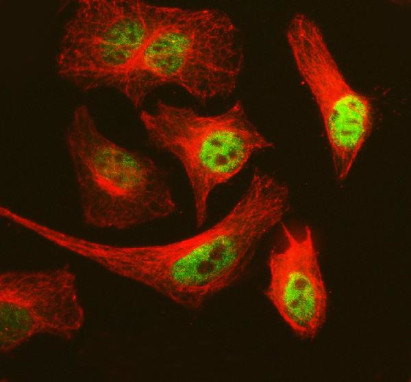 MCM3 Antibody in Immunocytochemistry (ICC/IF)