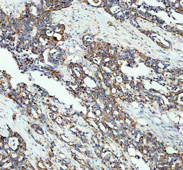 MGST1 Antibody in Immunohistochemistry (Paraffin) (IHC (P))
