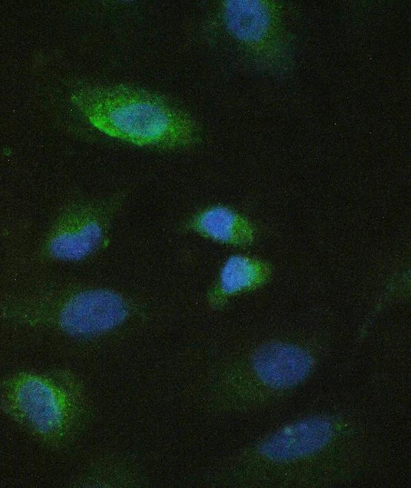 MMP10 Antibody in Immunocytochemistry (ICC/IF)